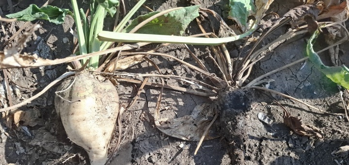 Macrophomina? Avem soluție!