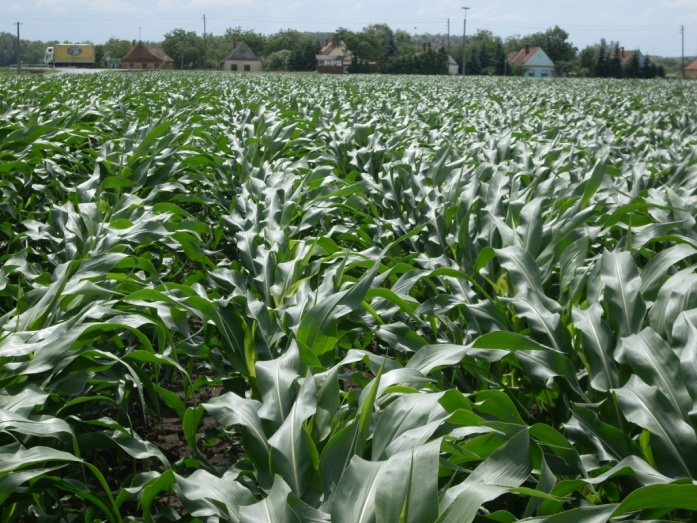 Natur ACTIVE - utána