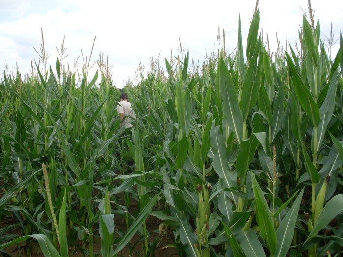 Natur MICRO T, Natur JET, Natur ACTIVE - utána