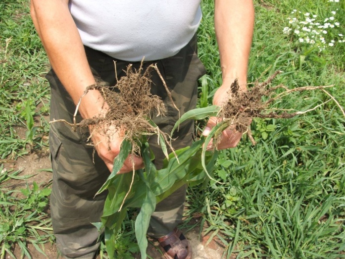 Natur MICRO T, Natur JET, Natur ACTIVE - utána