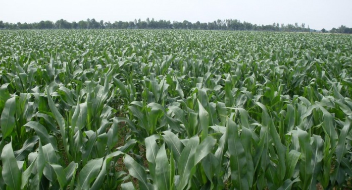 Natur ACTIVE - utána