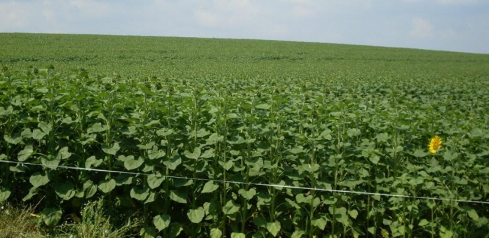 Natur MICRO T, Natur JET, Natur ACTIVE - utána