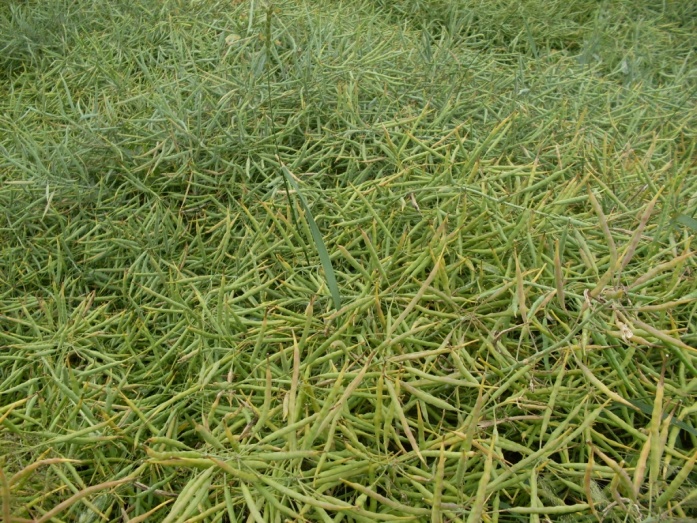 Natur MICRO T, Natur JET, Natur ACTIVE - utána