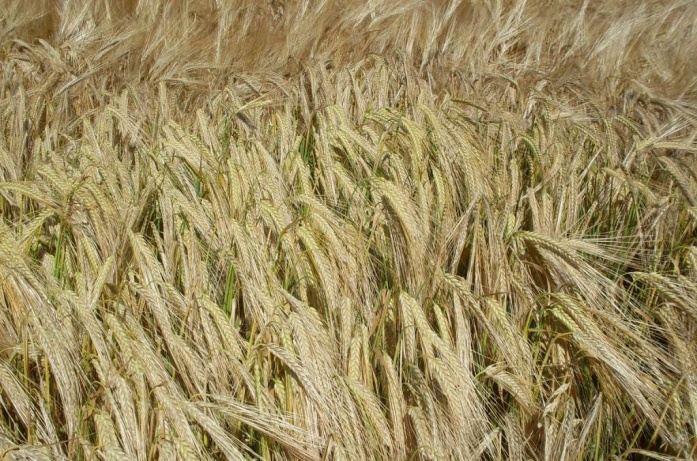 Natur MICRO T, Natur JET, Natur ACTIVE - utána