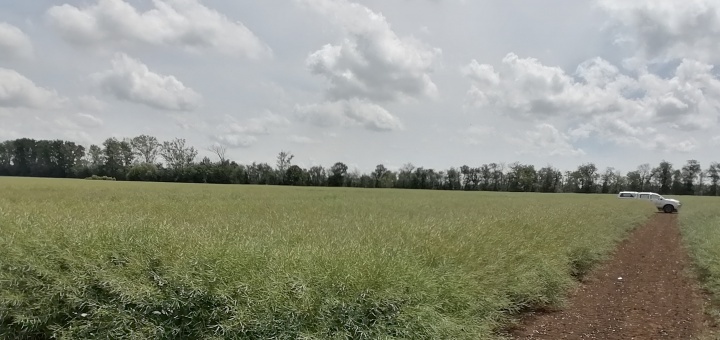 Un plus de 13,4% la recoltă datorită tratamentului foliar de toamnă la rapiță!