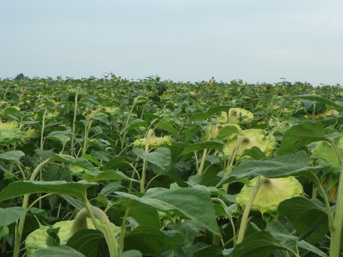 Natur MICRO T - előtte