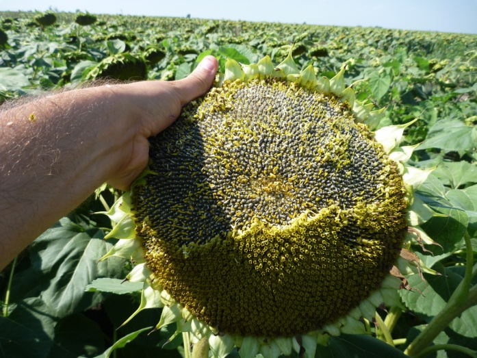 Natur MICRO T - utána