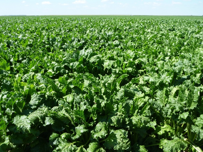 Natur Plasma bór + magnézium (2 x 6 liter/ha) - előtte