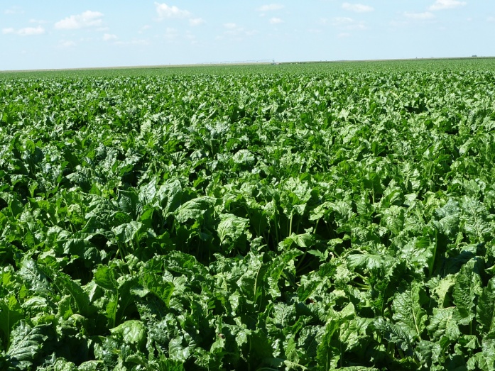 Natur Plasma bór + magnézium (2 x 6 liter/ha) - utána