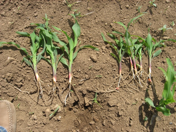 Natur MICRO T - utána