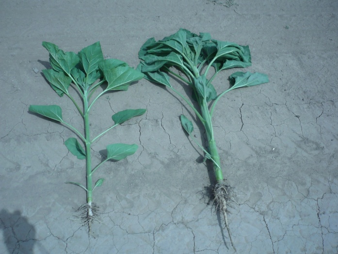 Natur MICRO T - előtte