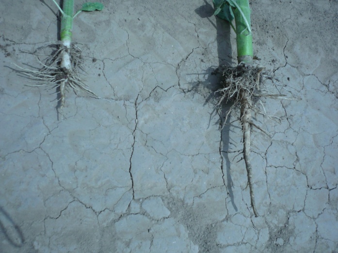 Natur MICRO T - utána