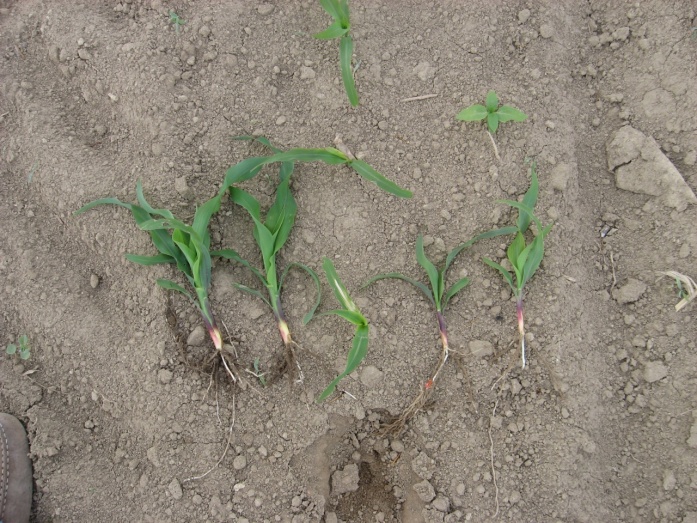 Natur MICRO T - előtte