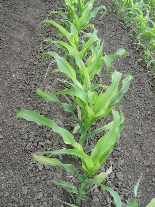 Natur ACTIVE - előtte