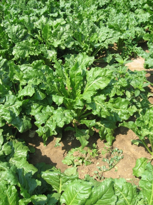 Natur ACTIVE - utána