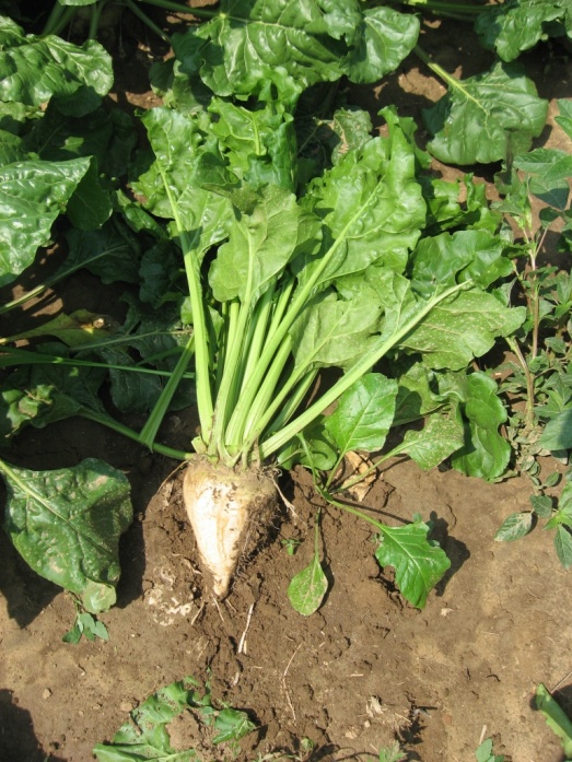 Natur ACTIVE - előtte