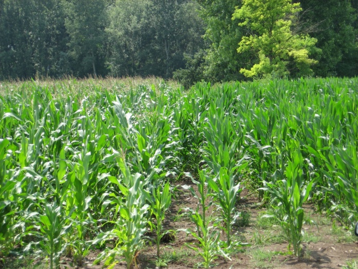 Natur MICRO T - előtte