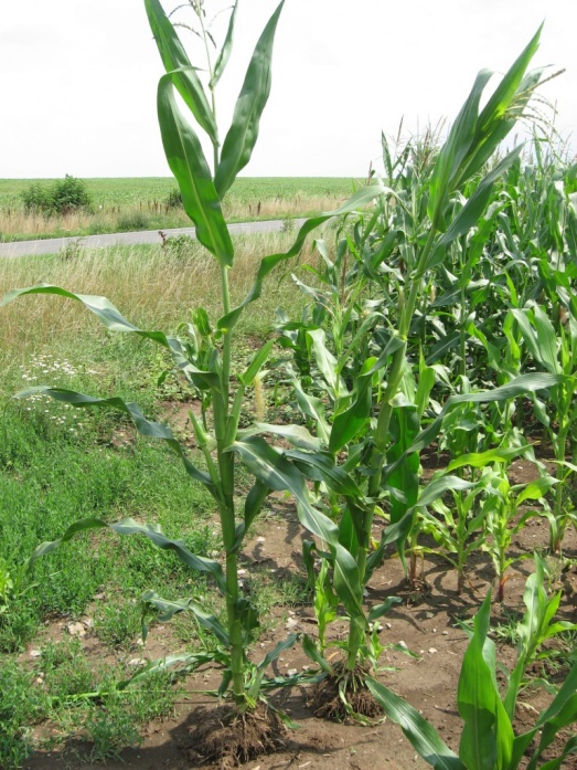 Natur MICRO T - utána