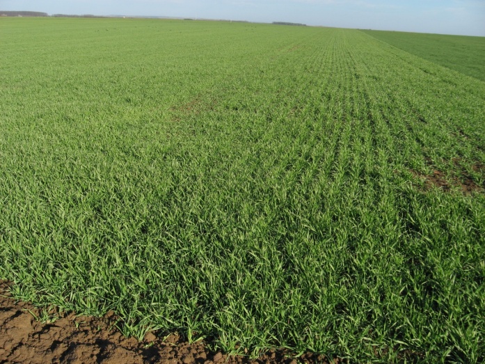 Natur MICRO T - utána