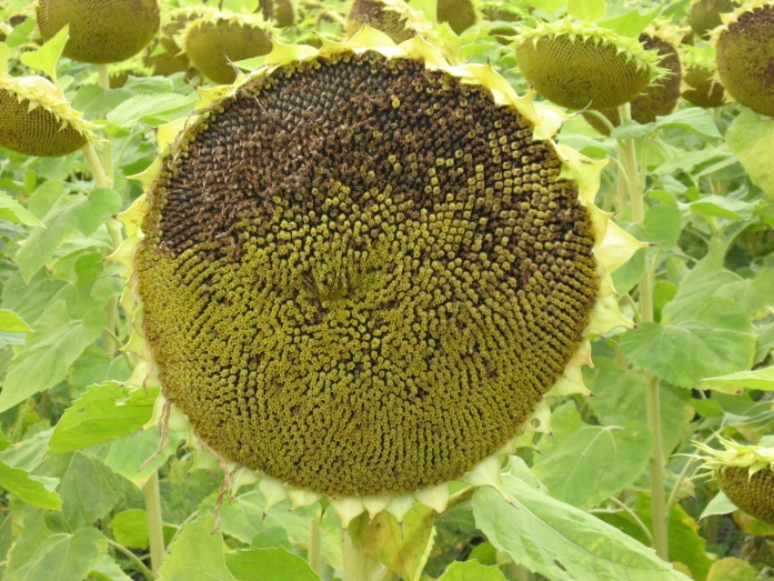 Napraforgó - utána