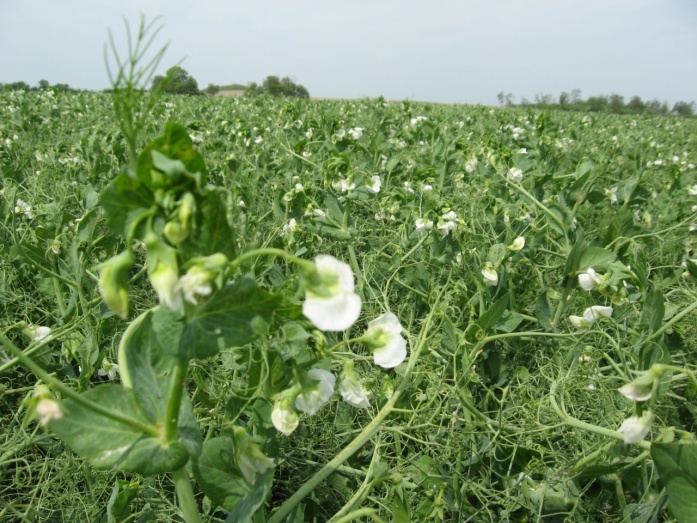 Natur MICRO T, Natur ACTIVE - utána
