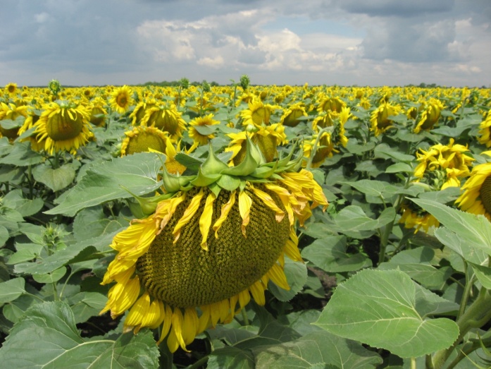 Natur MICRO T, Natur ACTIVE - előtte