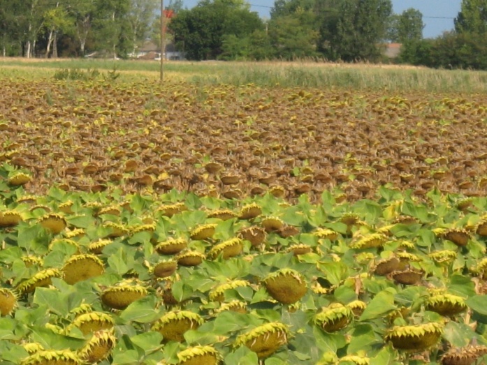 Napraforgó - utána