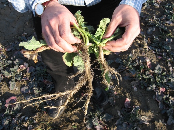 Natur MICRO T - utána
