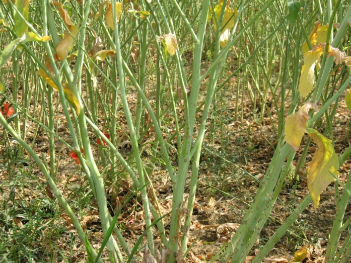 Natur Plasma - előtte