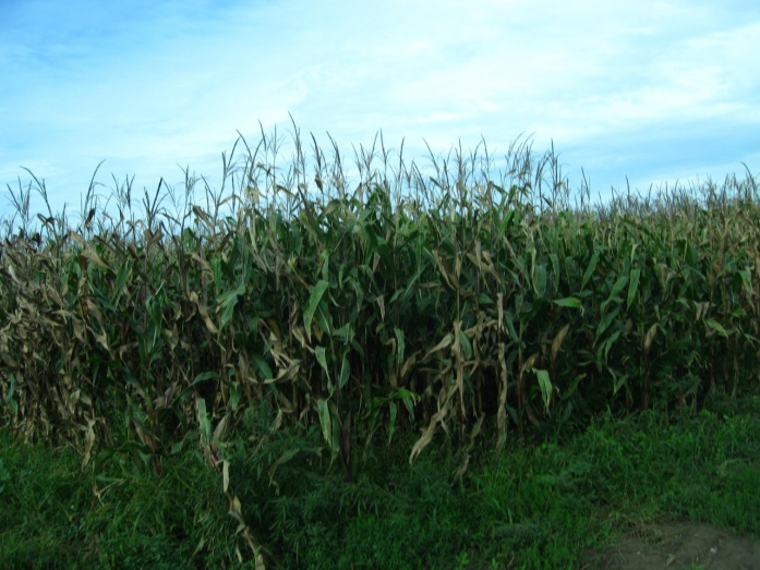 Natur MICRO T, Natur JET, Natur ACTIVE - előtte