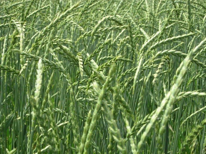 Natur MICRO T, Natur JET, Natur ACTIVE - előtte