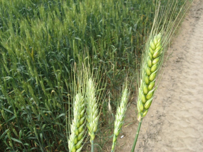 Natur Plasma - előtte