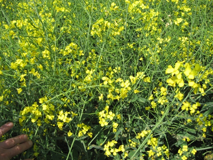 Natur MICRO T - utána