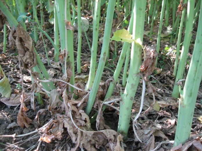 Natur Plasma - utána