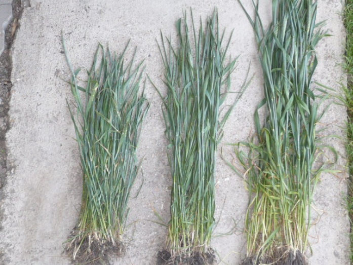 Natur Plasma réz + cink (5 liter/ha) - utána