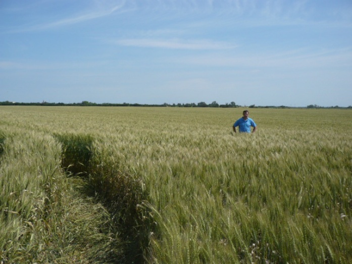 Levélanalízis + Natur Plasma magnézium + cink (5 liter/ha) - utána