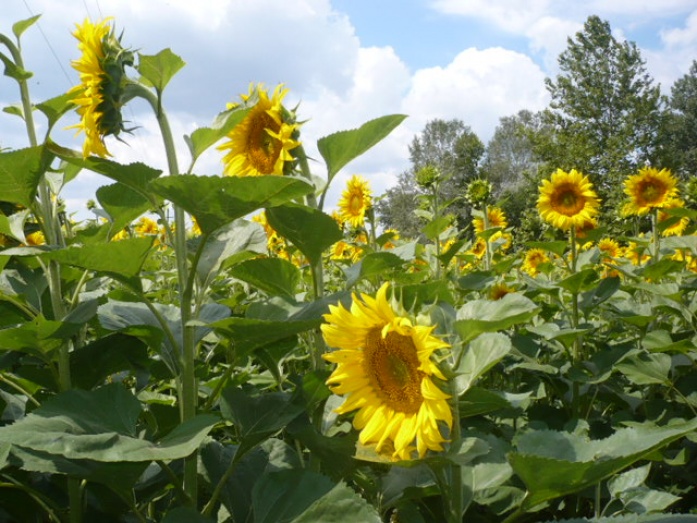 Napraforgó - utána