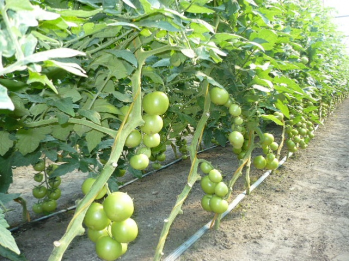 Natur Plasma kalcium - utána