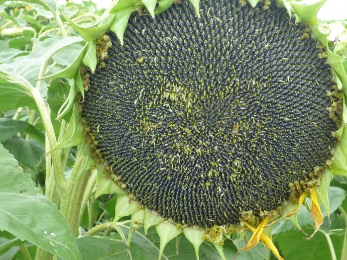 Natur PLASMA, Natur ACTIVE - utána