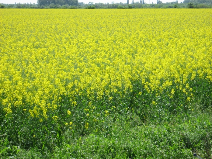 Natur PLASMA, Natur ACTIVE - előtte