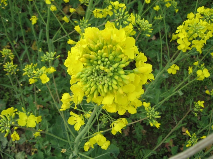 Natur PLASMA - utána