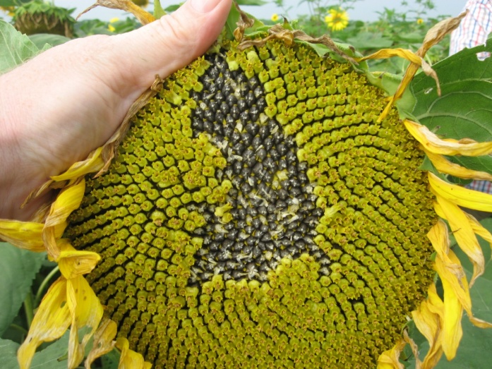 Natur MICRO T - utána